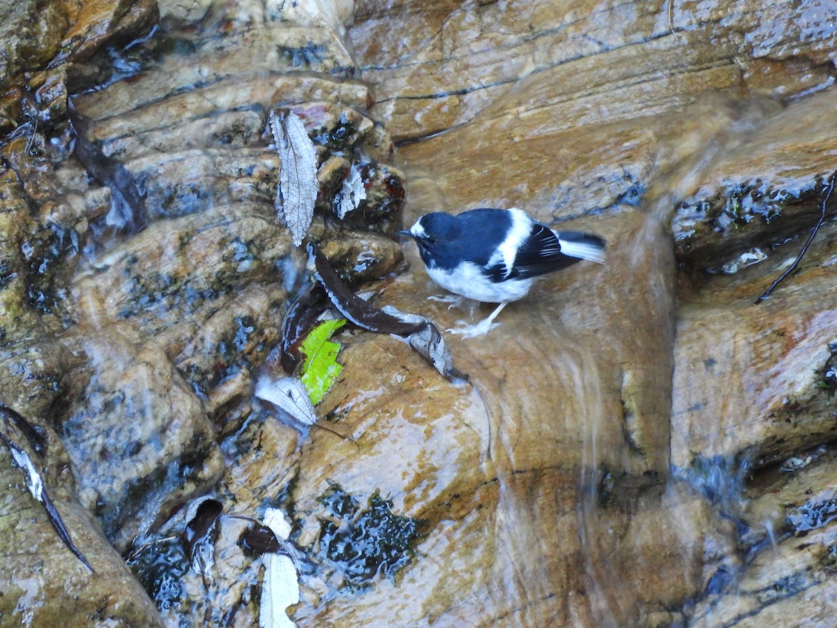 Little Forktail - ML644066363