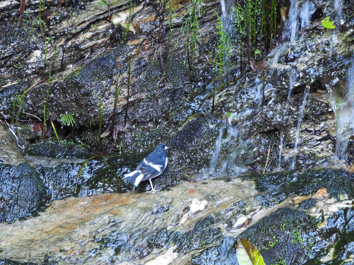 Little Forktail - ML644066364