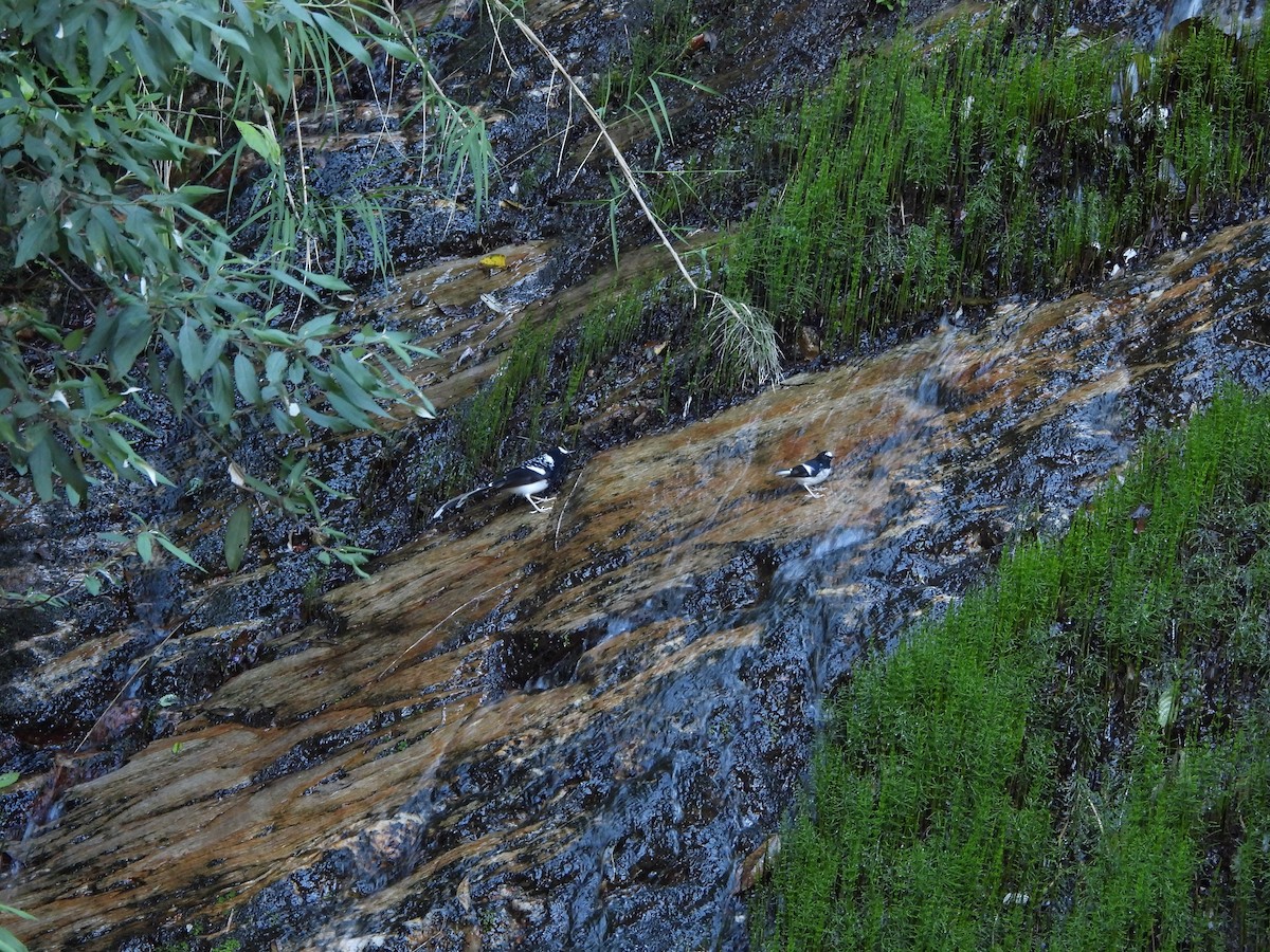 Little Forktail - ML644066365