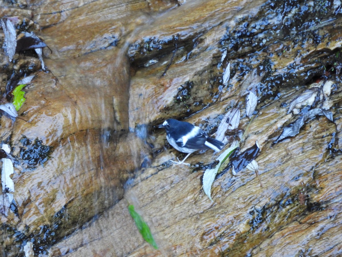 Little Forktail - ML644066366