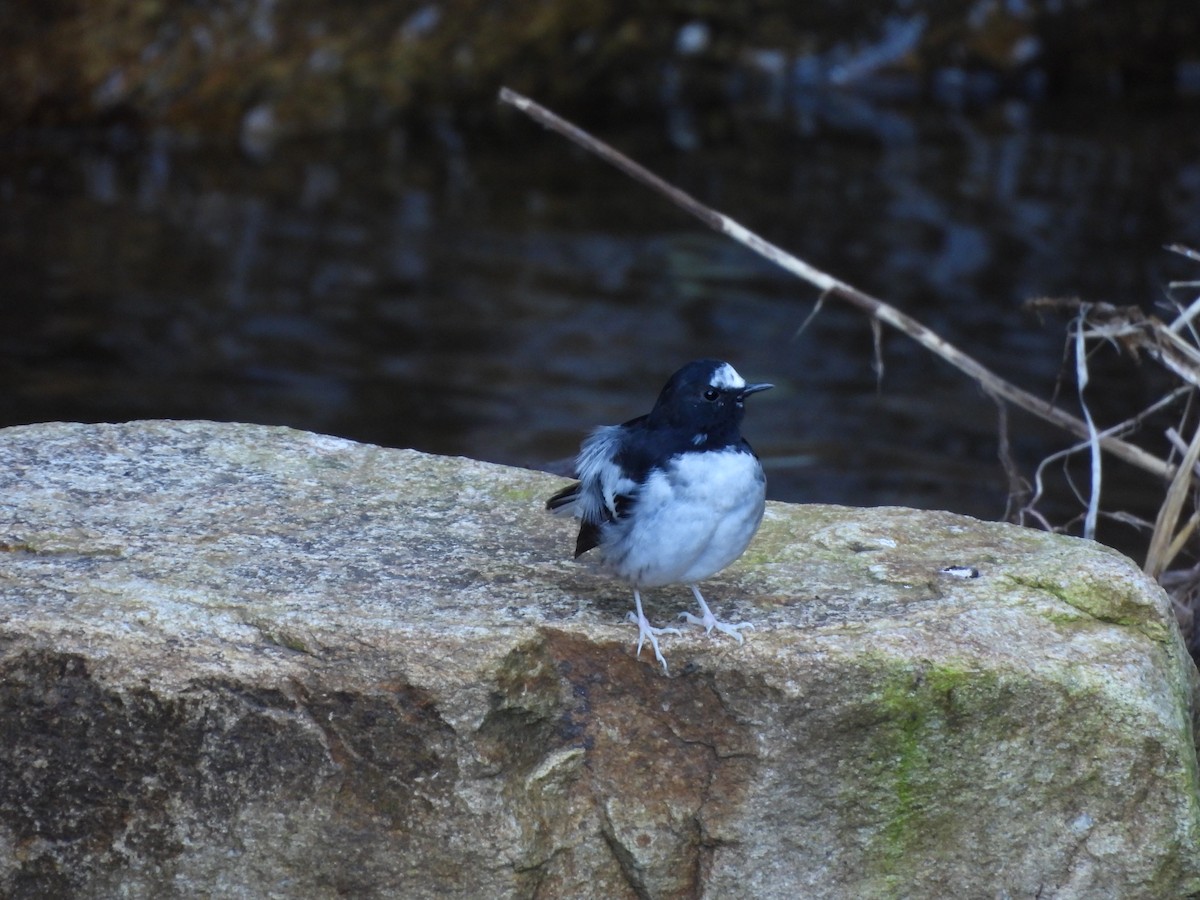 Little Forktail - ML644066367