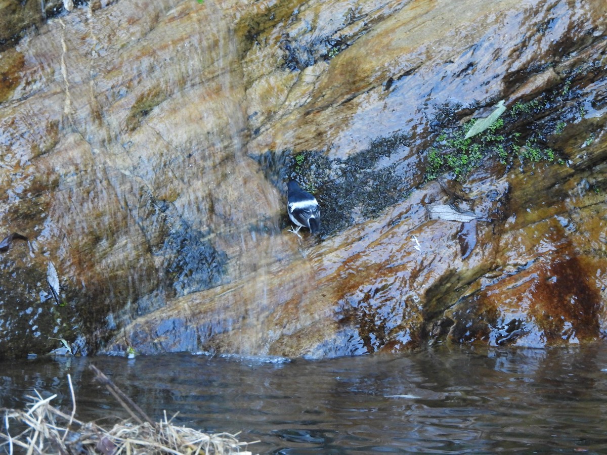 Little Forktail - ML644066368