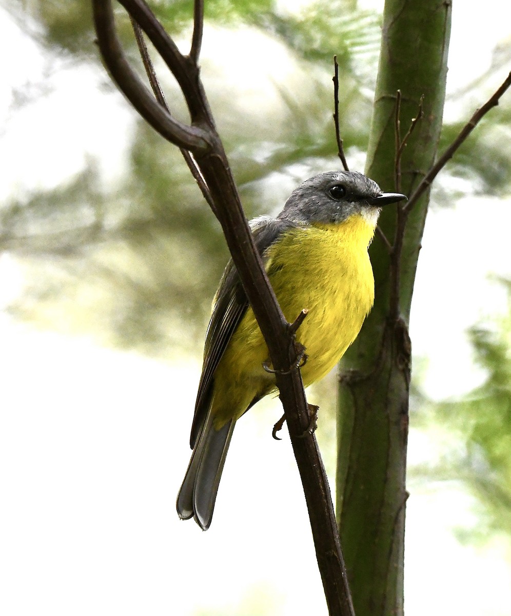 Eastern Yellow Robin - ML644066372