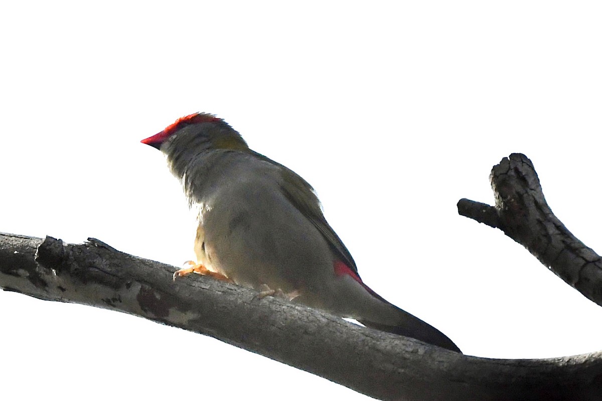 Red-browed Firetail - ML644066379