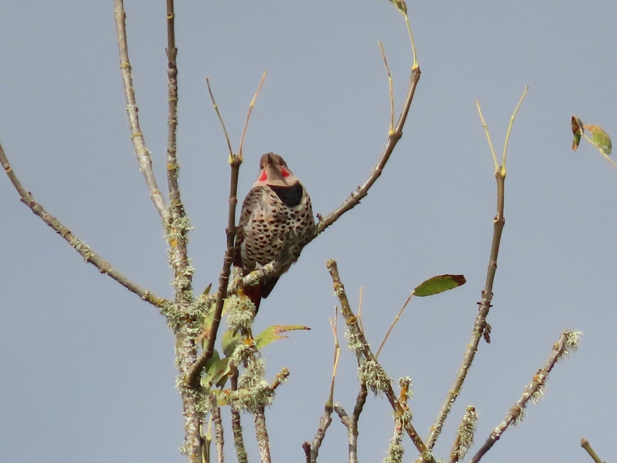 Northern Flicker - ML644066384