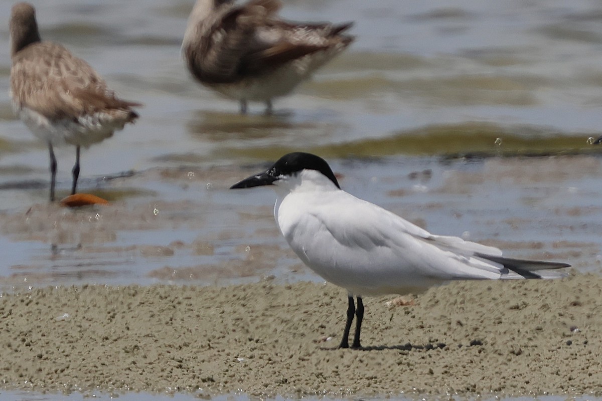 Australian Tern - ML644066414
