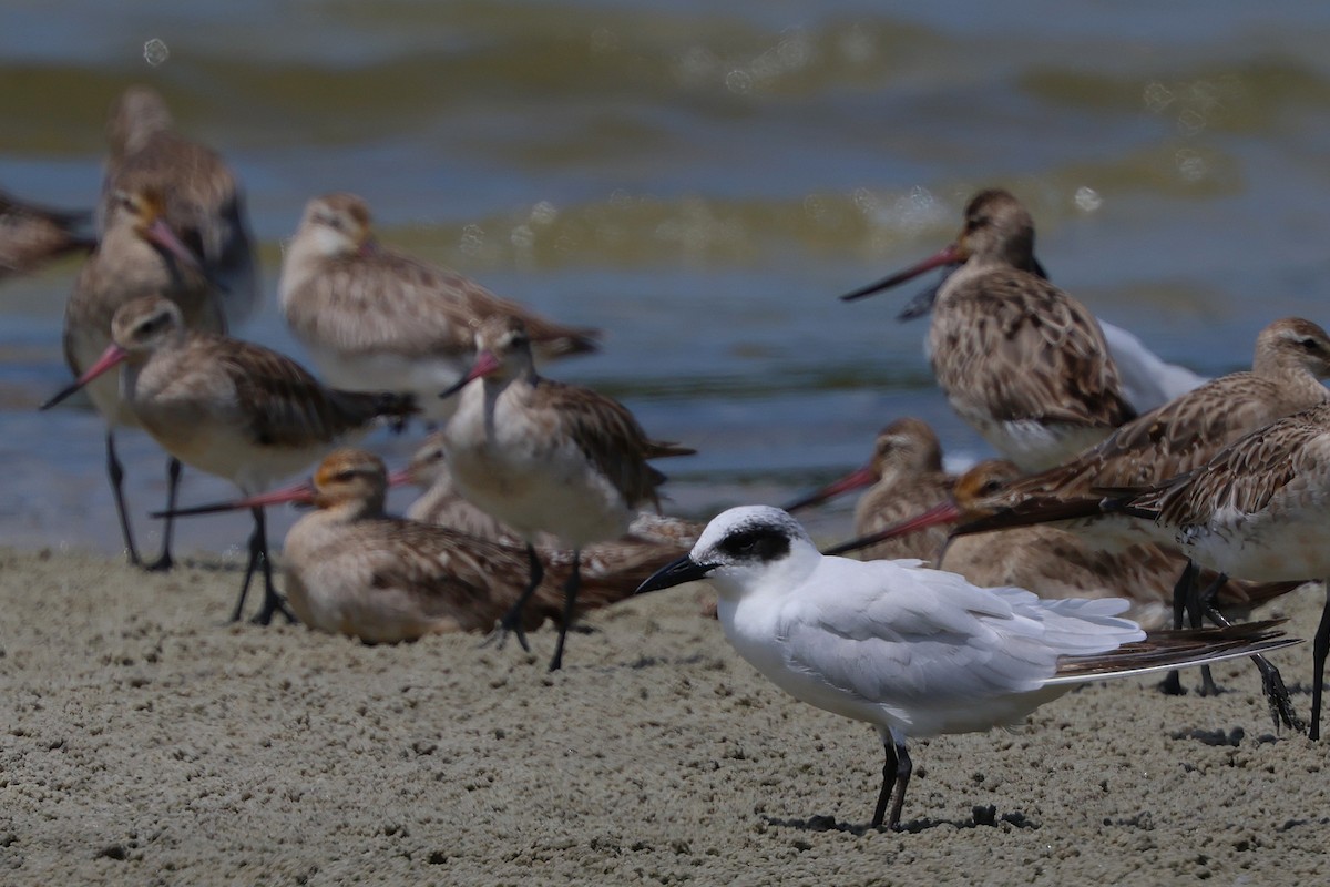 Australian Tern - ML644066415