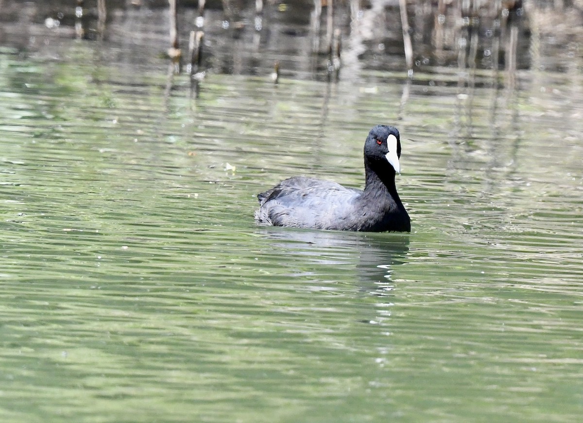 Eurasian Coot - ML644066443