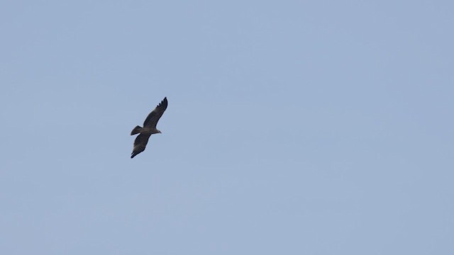 Хан бүргэд - ML644066452