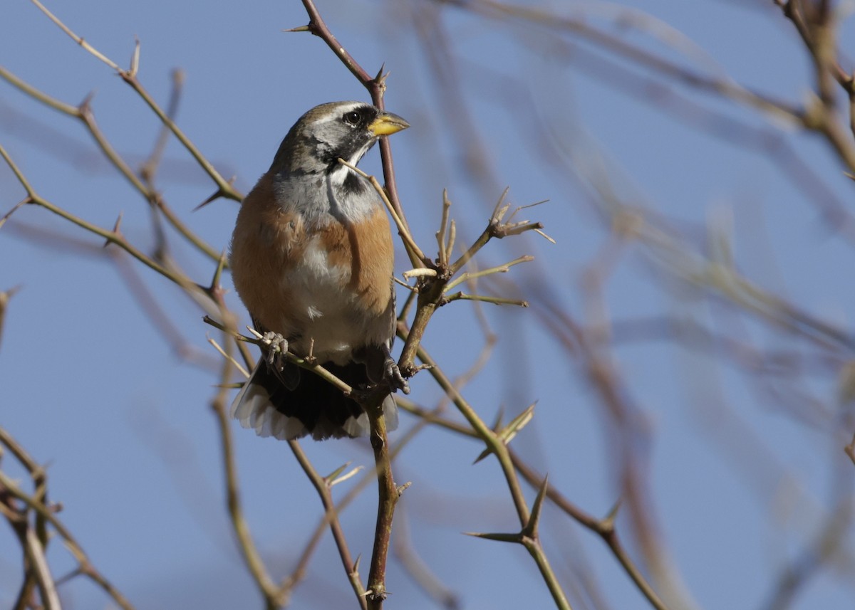 Saltator du Chaco - ML644066468