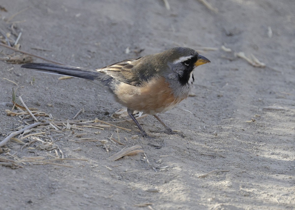 Saltator du Chaco - ML644066469