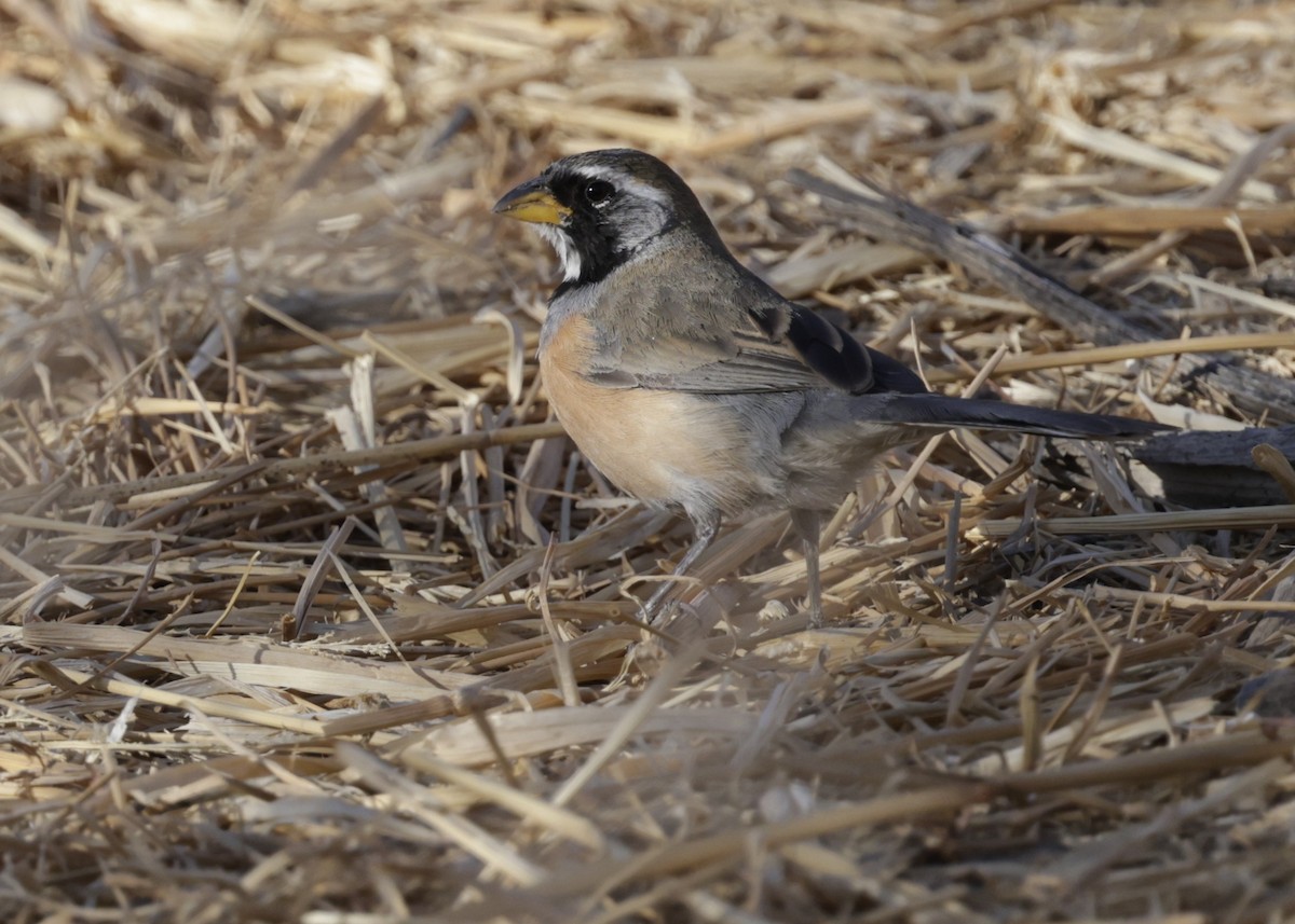 Saltator du Chaco - ML644066470