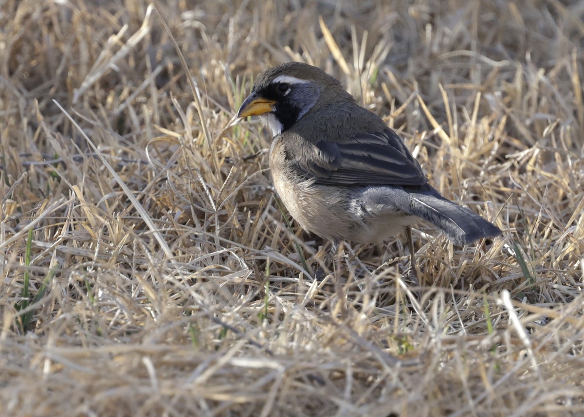 Saltator du Chaco - ML644066471