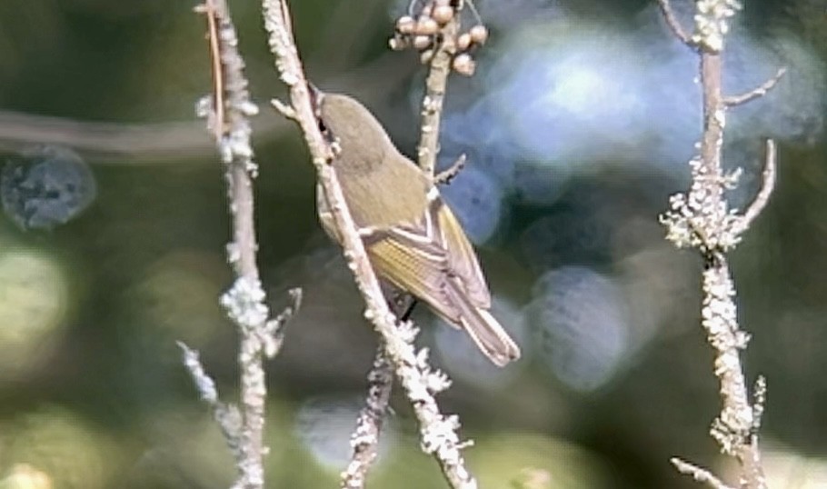 מלכילון אמריקני - ML644066483