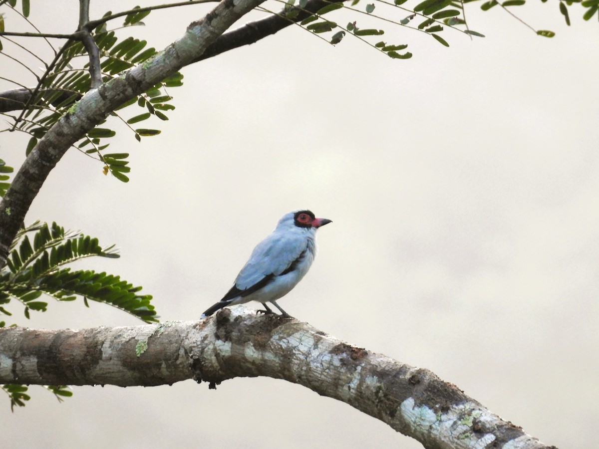 Masked Tityra - ML644066500