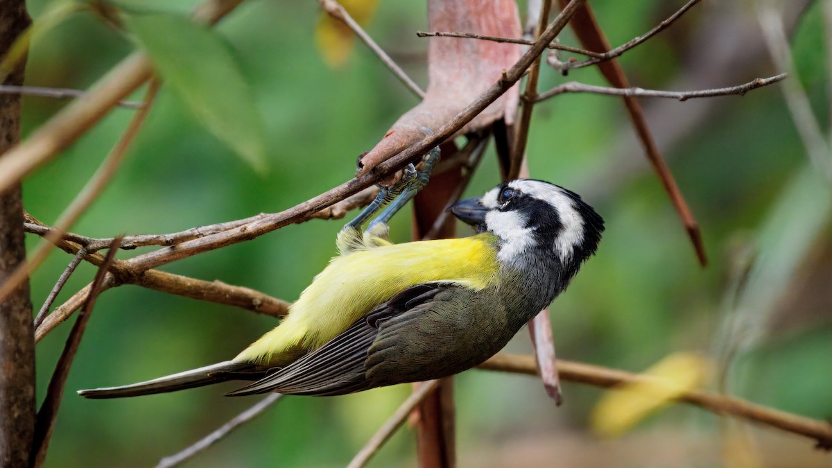 Eastern Shrike-tit - ML644066501