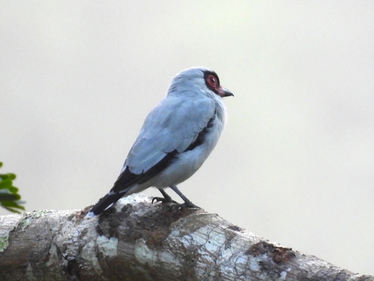 Masked Tityra - ML644066704