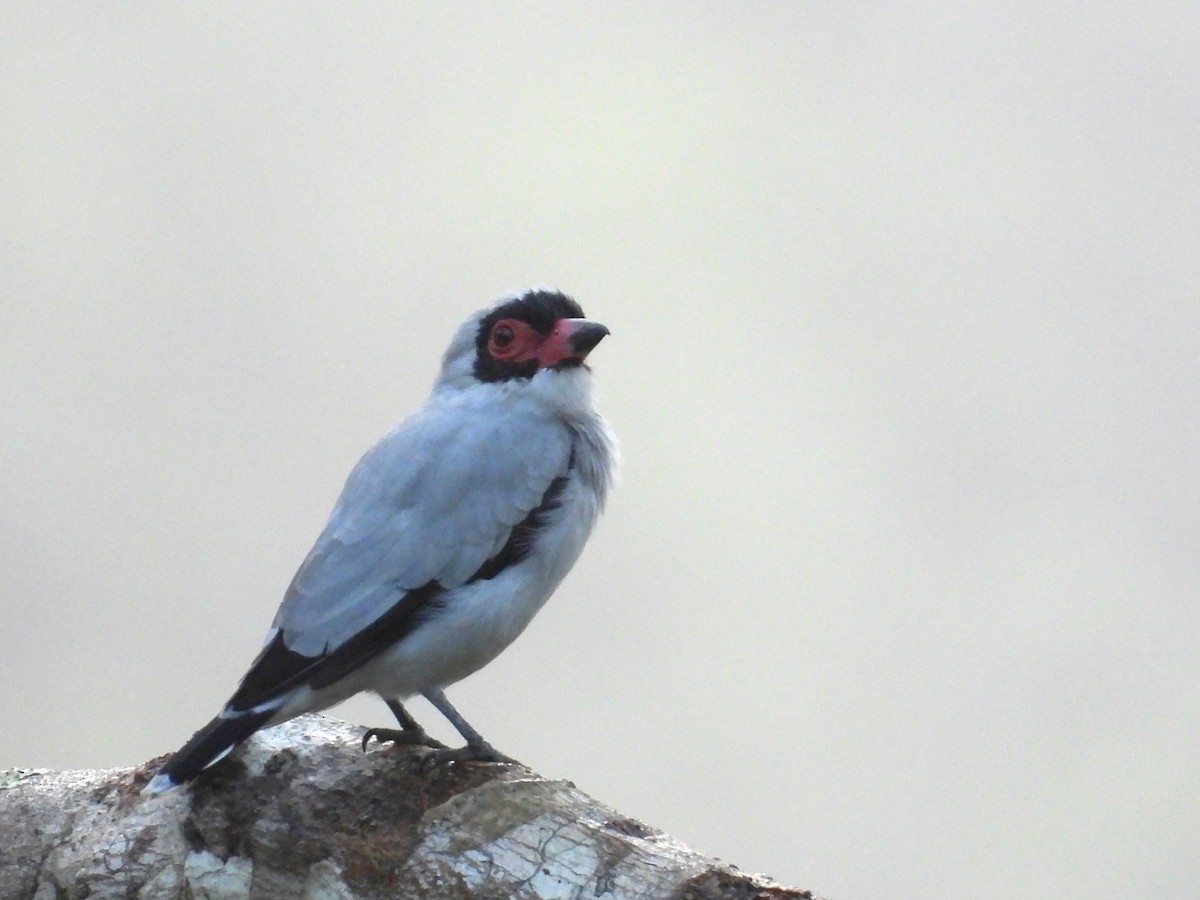 Masked Tityra - ML644066720