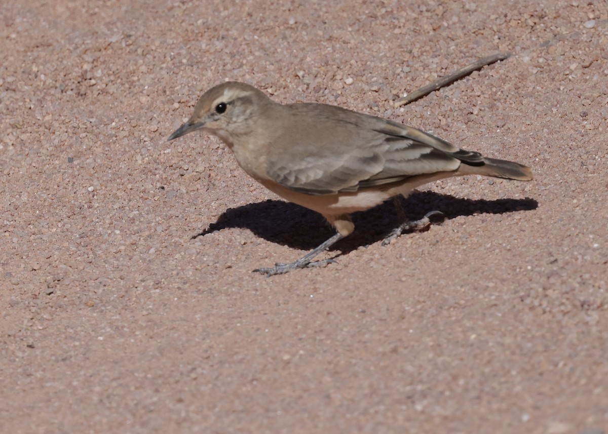 Rufous-banded Miner - ML644066721