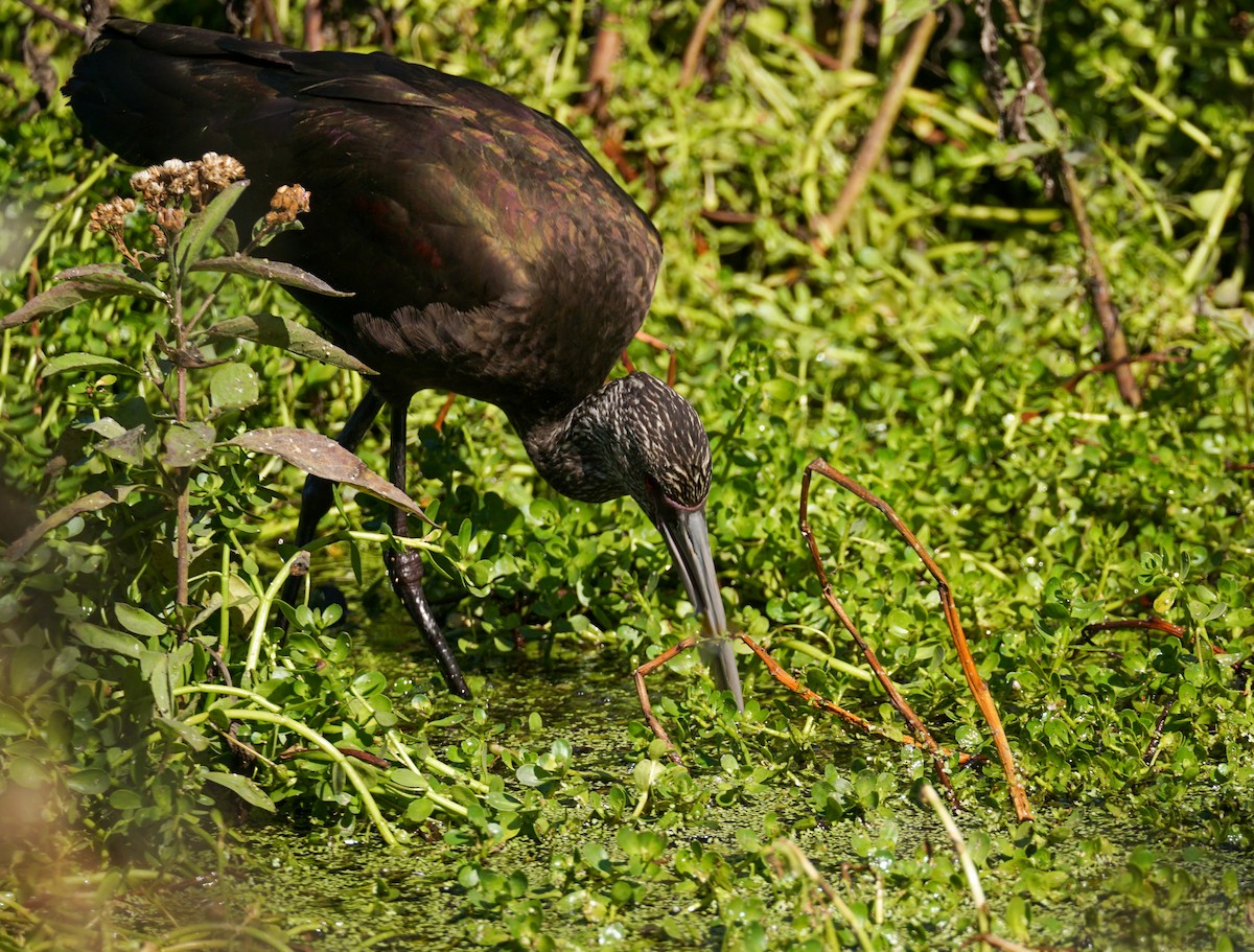 White-faced Ibis - ML644066722