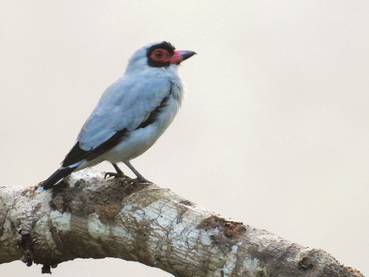 Masked Tityra - ML644066723