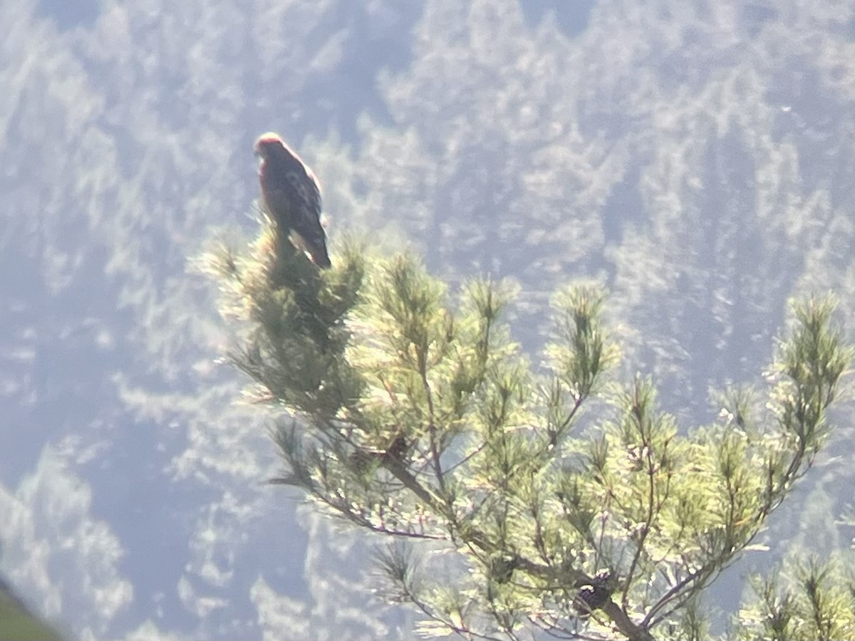 Red-tailed Hawk - ML644066724