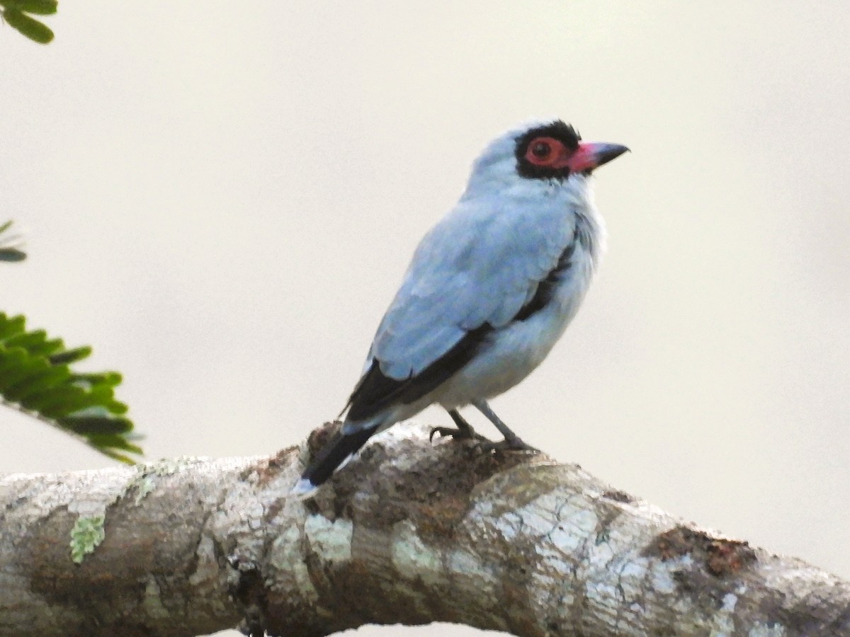 Masked Tityra - ML644066735