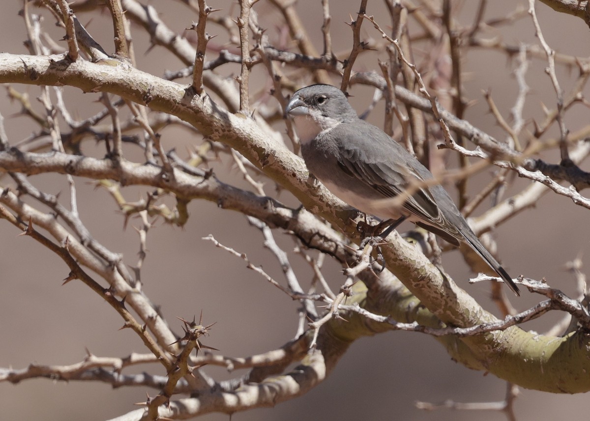 Diuca Finch - ML644066736