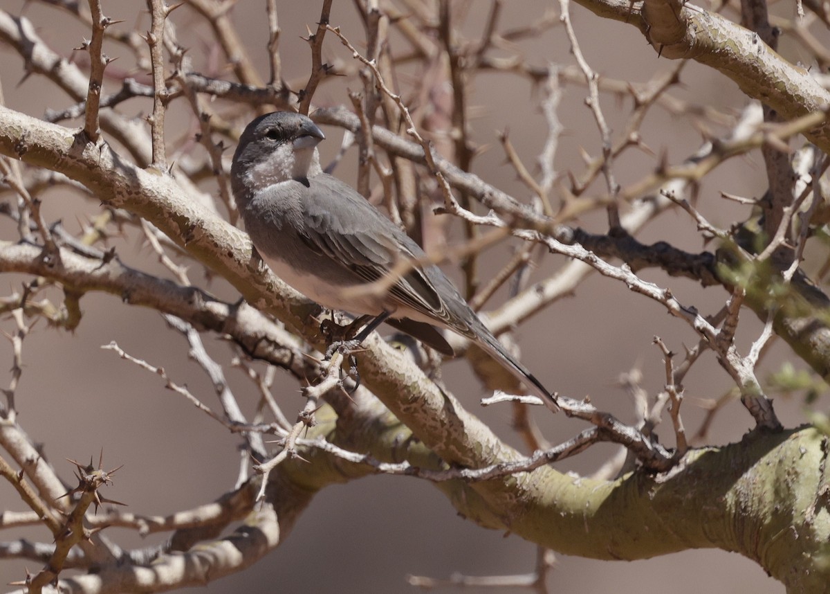 Diuca Finch - ML644066737