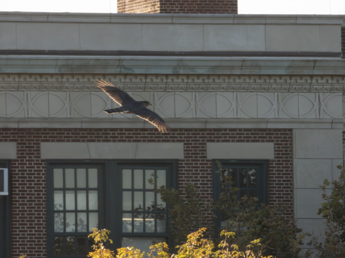 Cooper's Hawk - ML644066741
