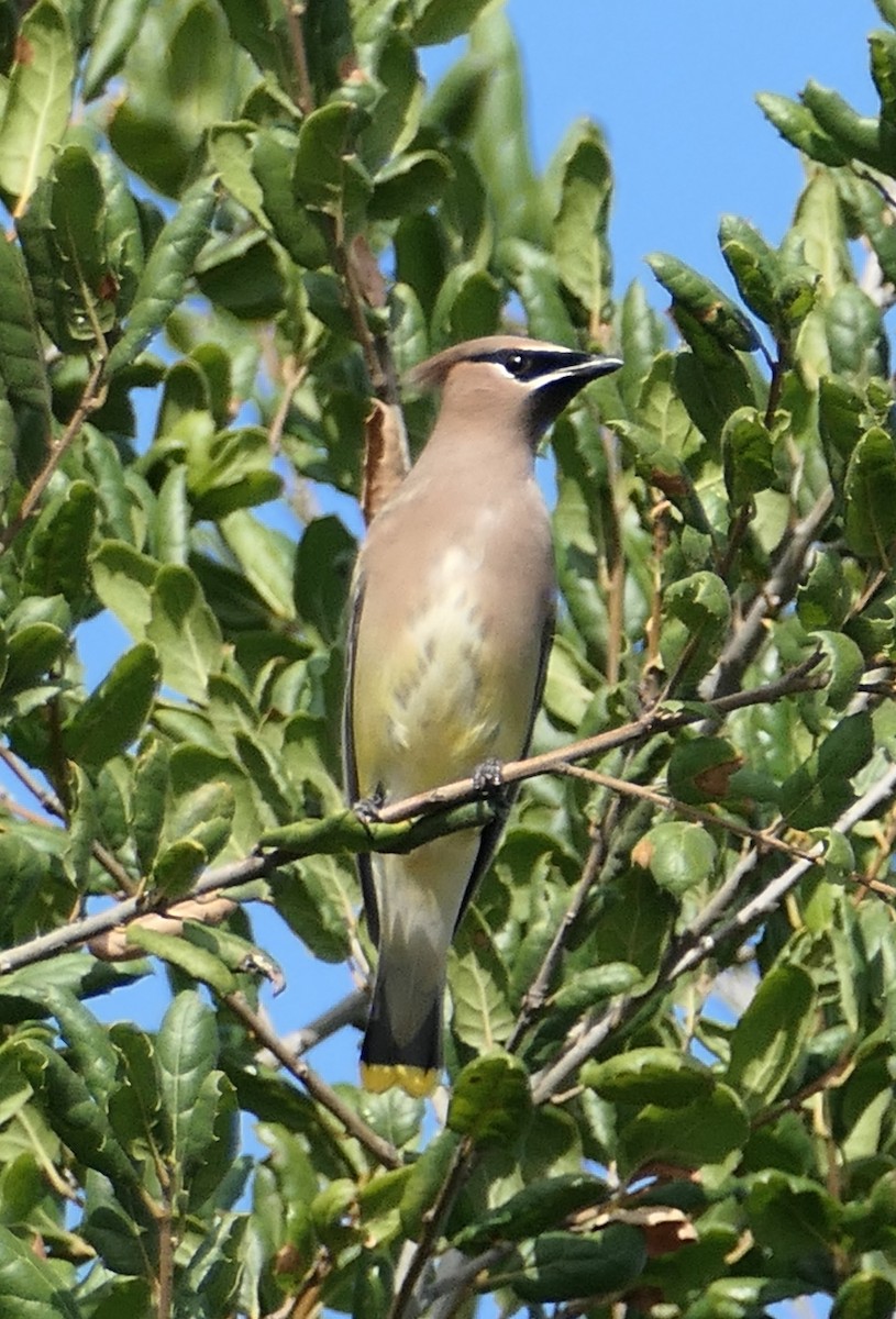 ציצנית אמריקנית - ML644066744