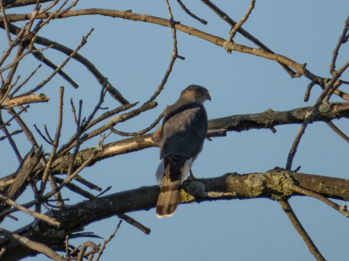 Cooper's Hawk - ML644066747