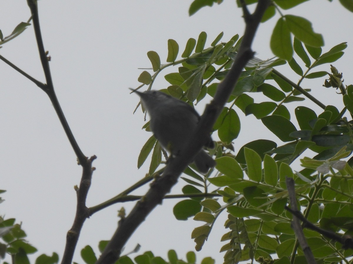 White-browed Gnatcatcher - ML644066748