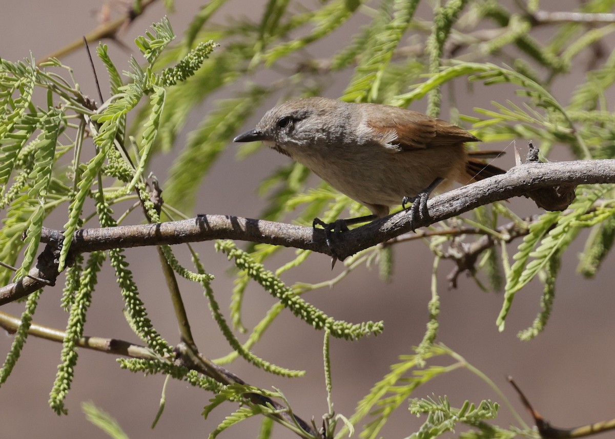 クリイロカマドドリ - ML644066752