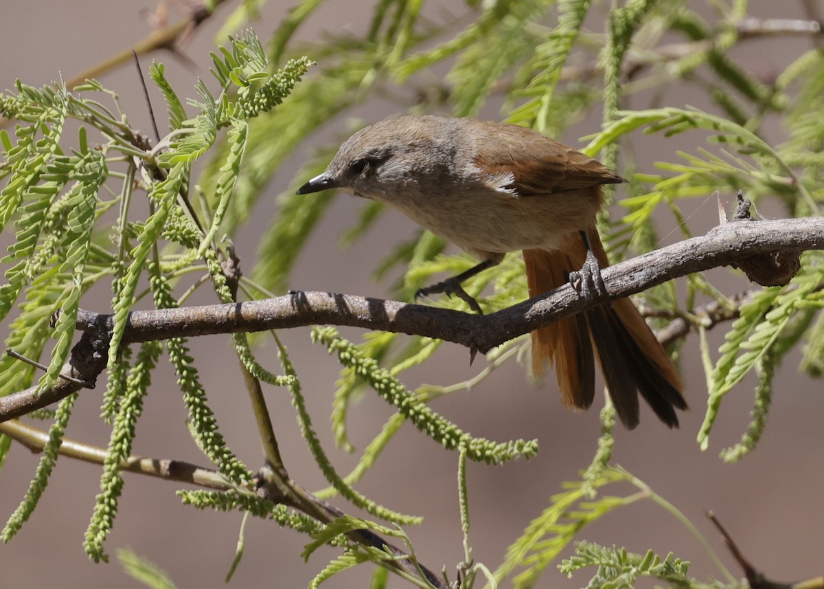 クリイロカマドドリ - ML644066753