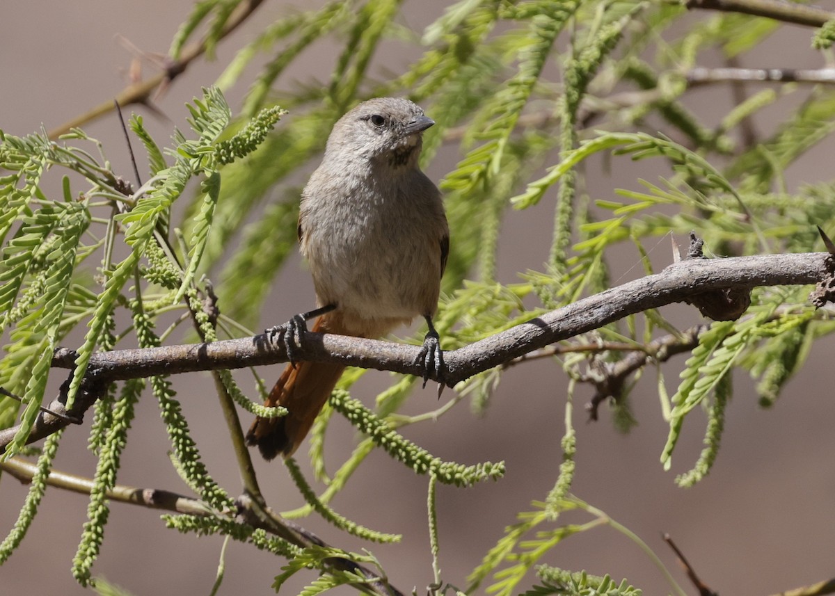 クリイロカマドドリ - ML644066754