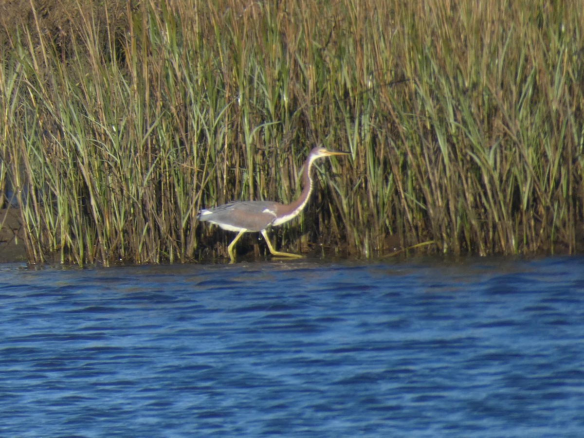 Tricolored Heron - ML644066770