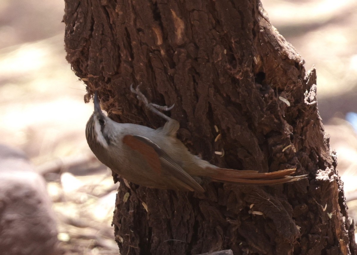 Stripe-crowned Spinetail - ML644066786