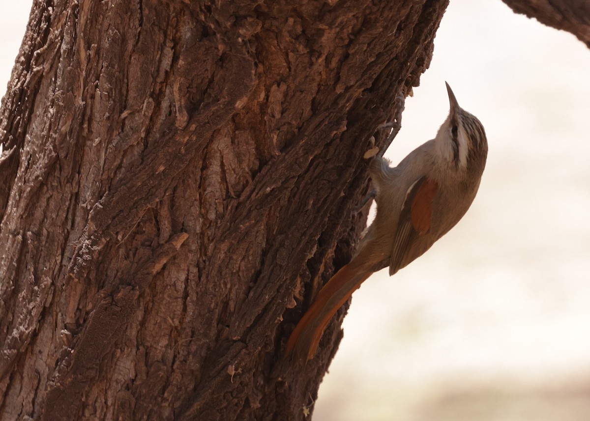 Stripe-crowned Spinetail - ML644066787