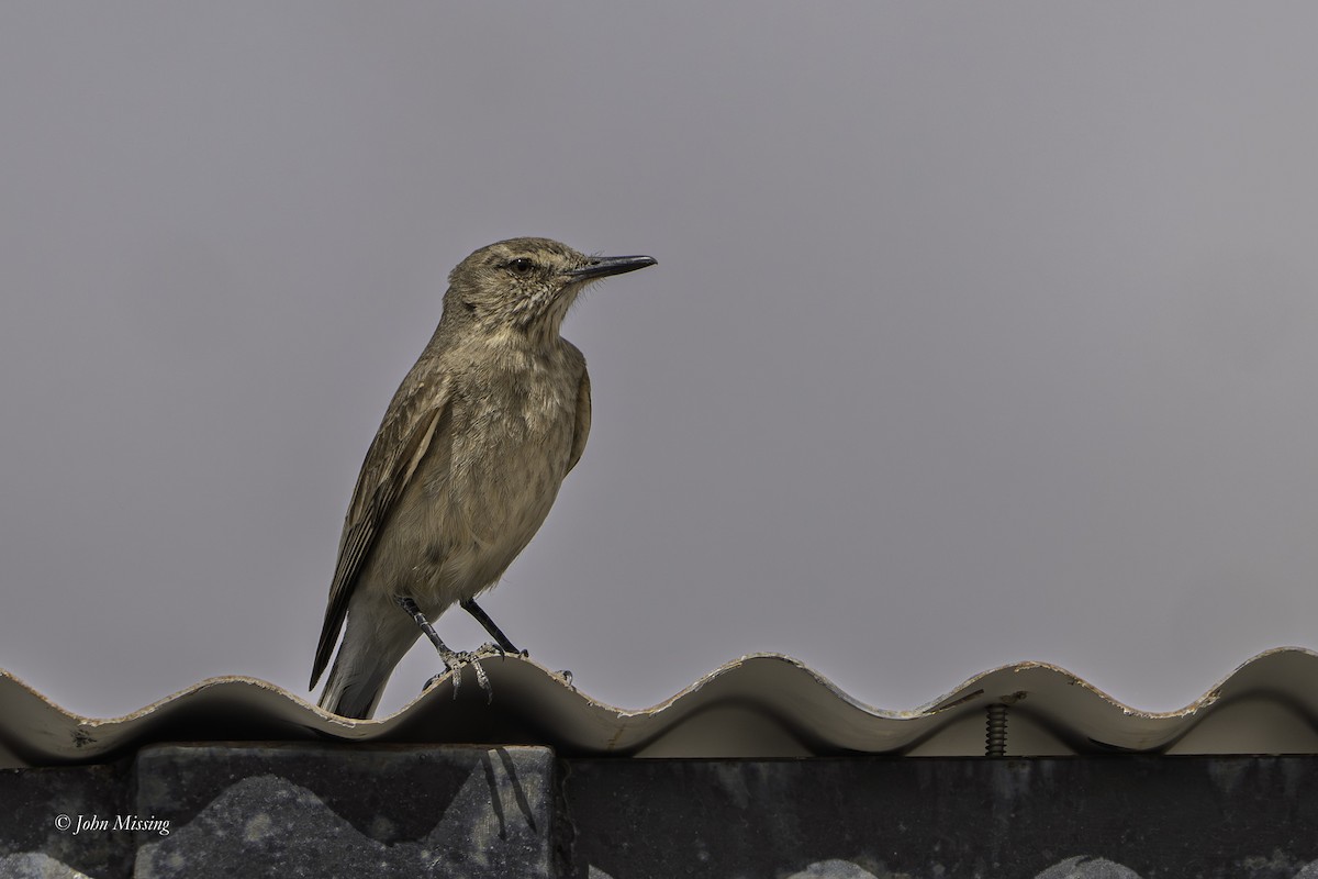 Black-billed Shrike-Tyrant - ML644066788