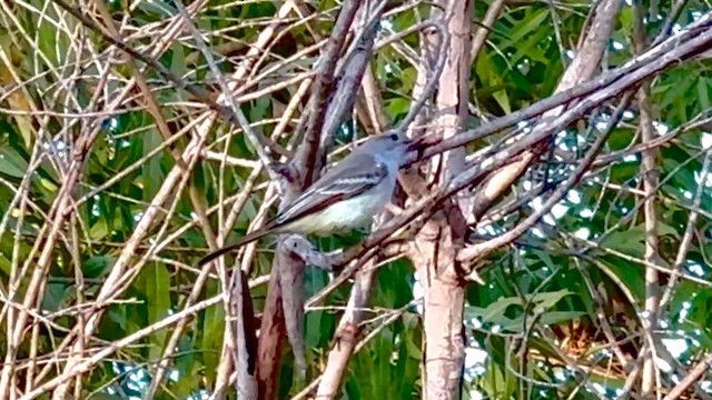 Ash-throated Flycatcher - ML644066794