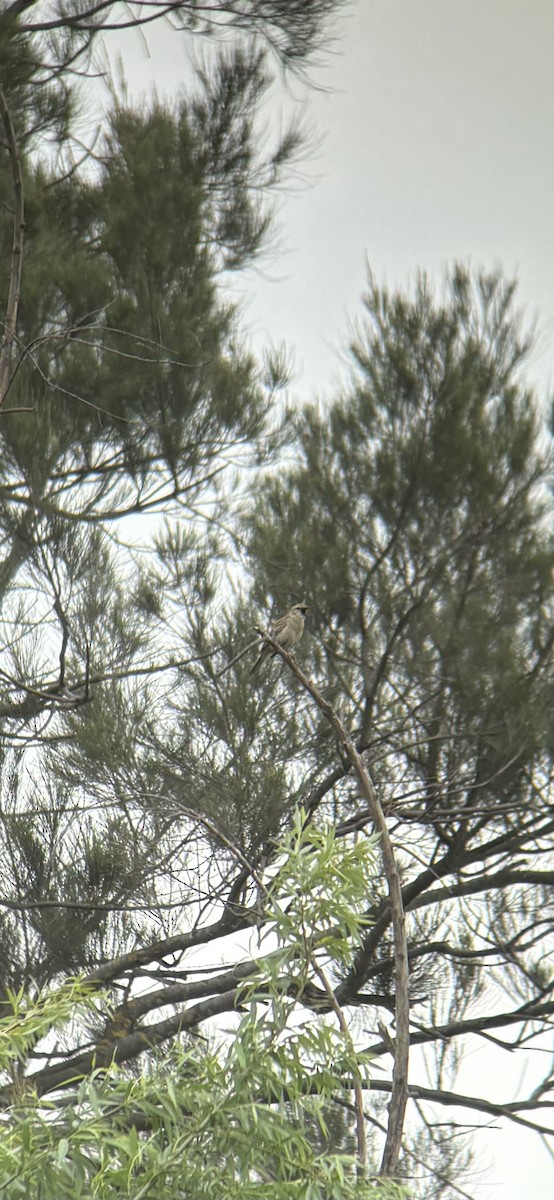 Brown Songlark - ML644066804