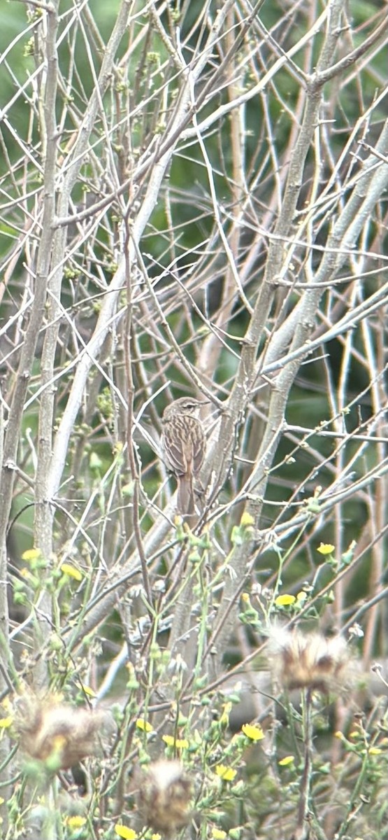 Rufous Songlark - ML644066812