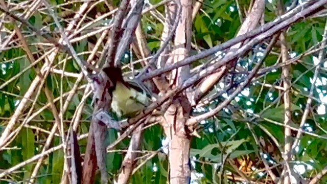 Ash-throated Flycatcher - ML644066817