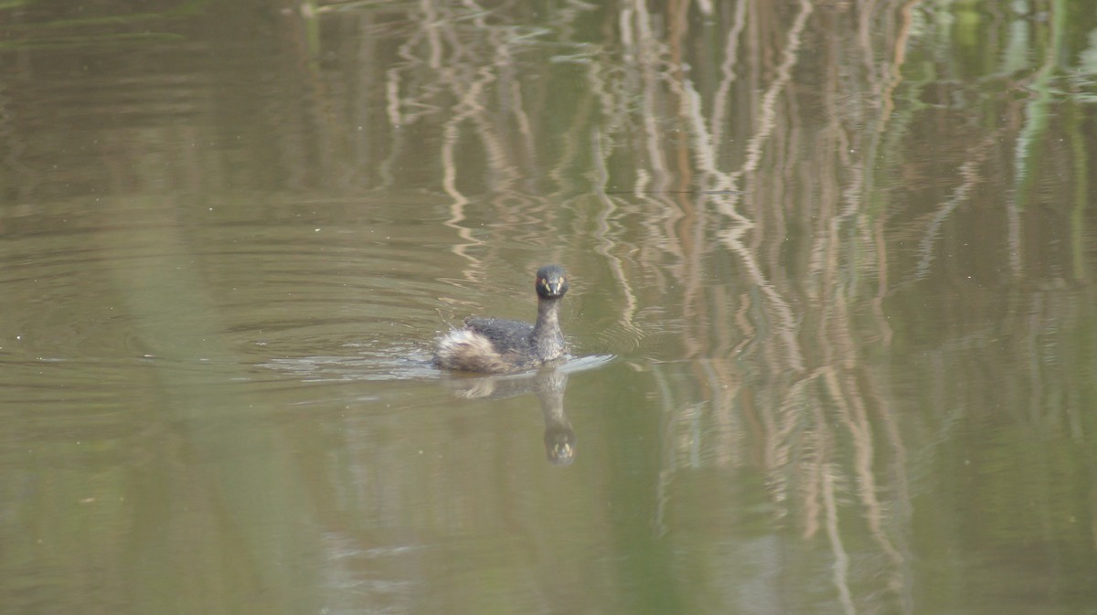Australasian Grebe - ML644066820