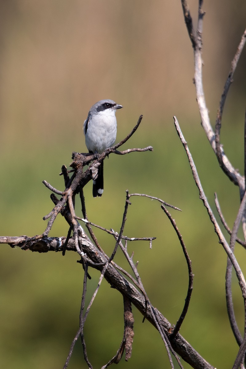 Loggerhead Shrike - ML644066824