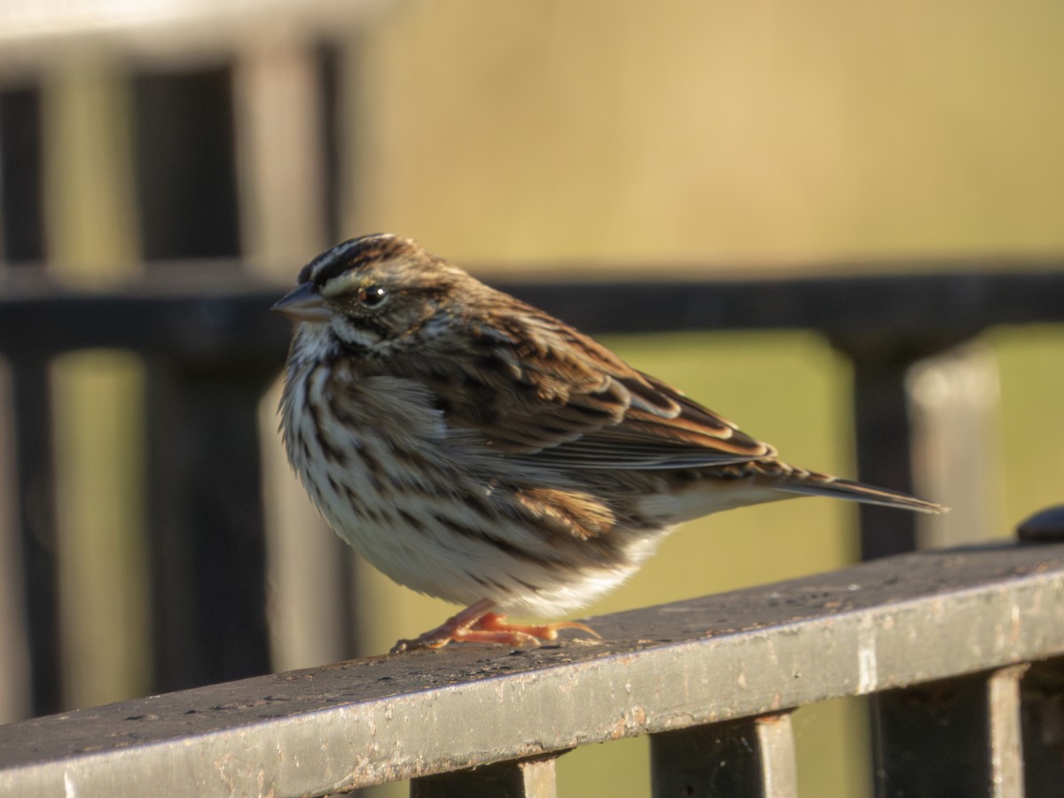 Savannah Sparrow - ML644066827