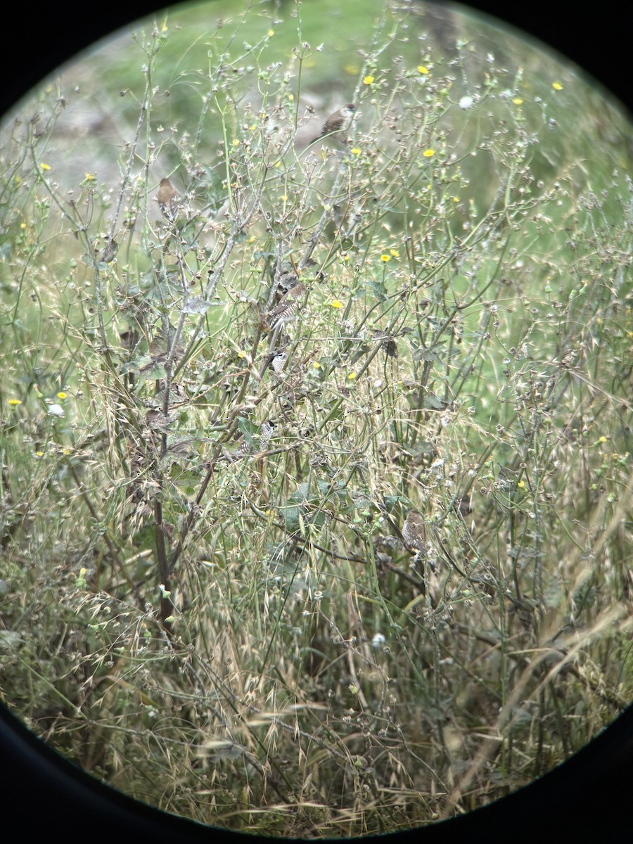 Plum-headed Finch - ML644066828