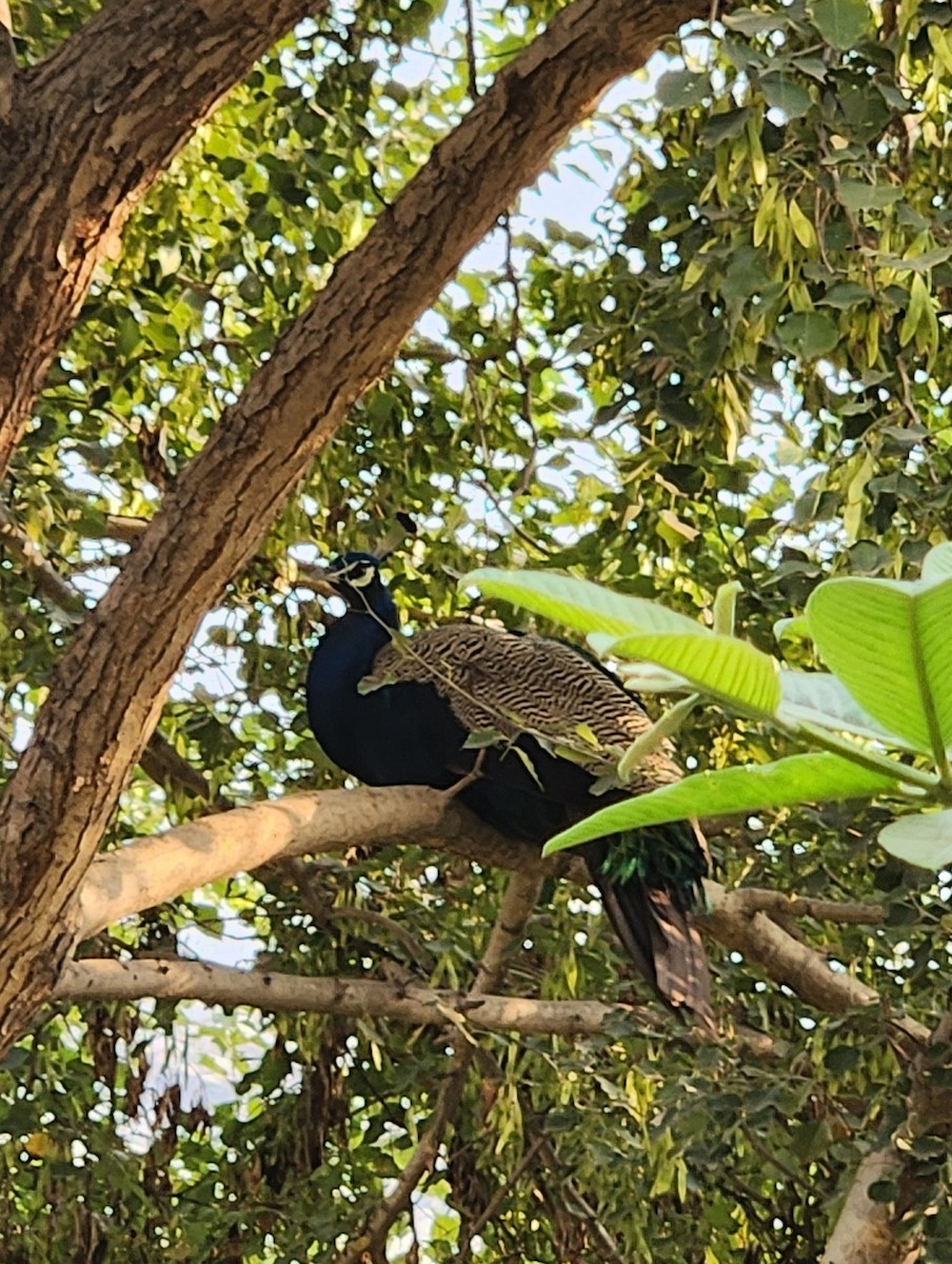 Indian Peafowl - ML644066836