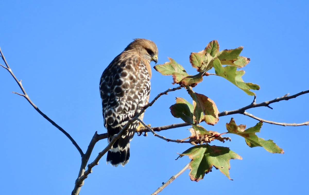 Red-shouldered Hawk - ML644066842
